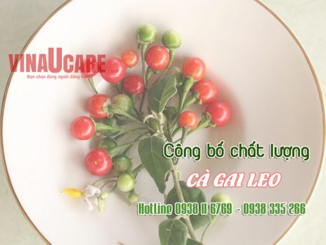 Công bố chất lượng cà gai leo